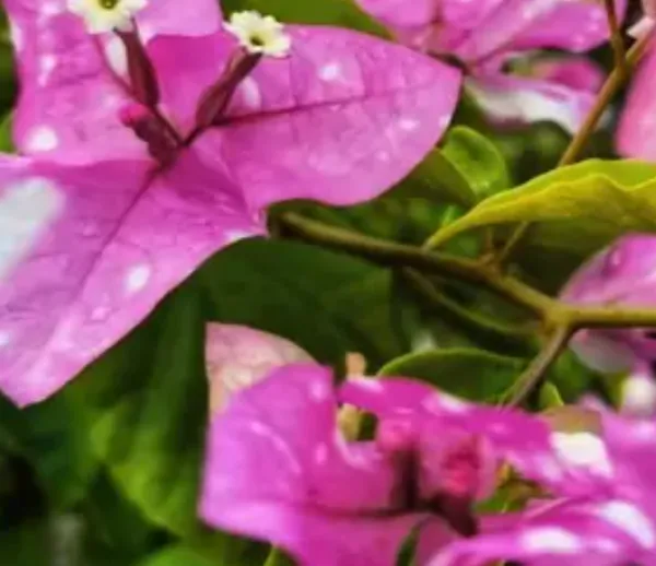 Miss_Holand_Bougainvillea_Flower_Plant