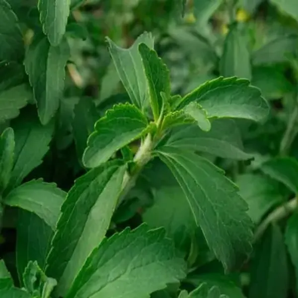 Green_Stevia_Sweet_Tulsi_Plant