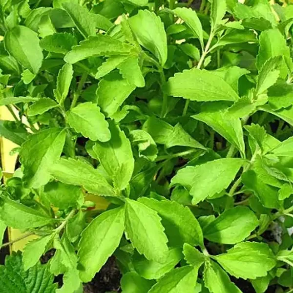 Green_Stevia_Sweet_Tulsi_Plant
