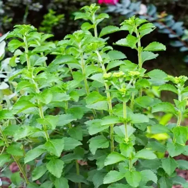 Green_Stevia_Sweet_Tulsi_Plant