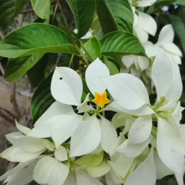 White_Mussaenda_Philippica_Flower_Plant