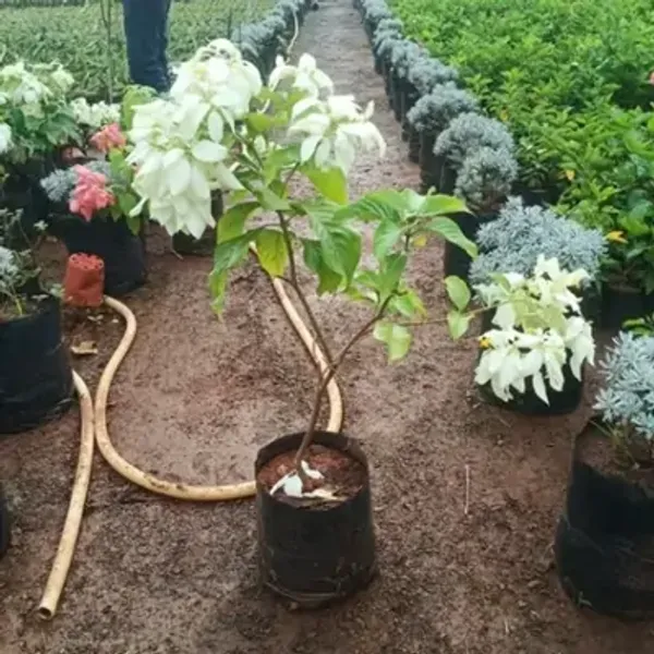 White_Mussaenda_Philippica_Flower_Plant