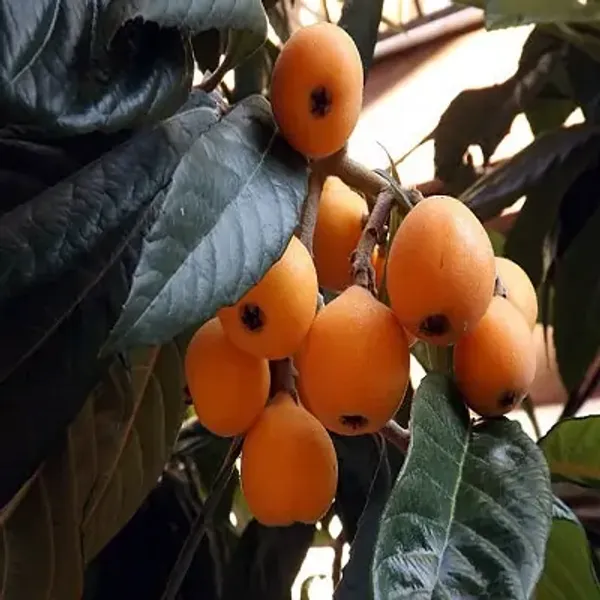 Orange_Loquat_Fracuit_Grafted_&_Amp_Hybrid_Fruit_Plant