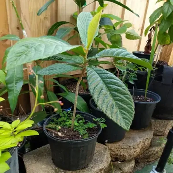 Orange_Loquat_Fracuit_Grafted_&_Amp_Hybrid_Fruit_Plant