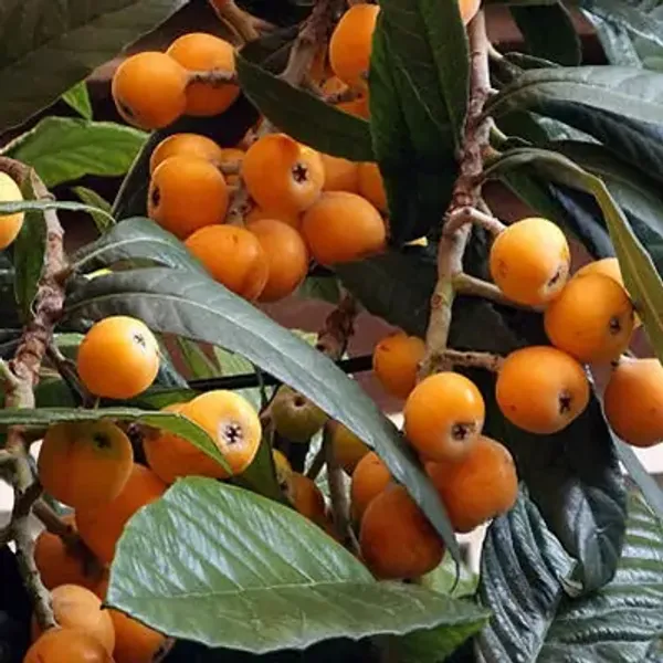 Orange_Loquat_Fracuit_Grafted_&_Amp_Hybrid_Fruit_Plant