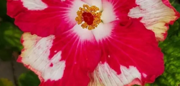 Red_American_Variety_Hibiscus_Flower_Plants