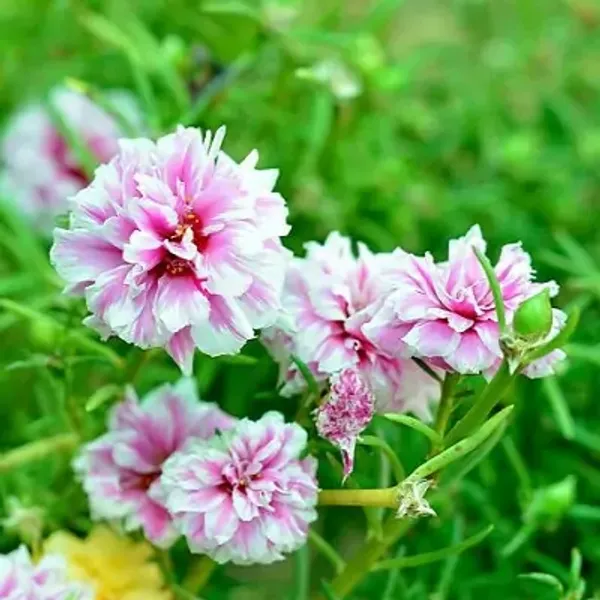 Pink_Portulaca_Plant_Hanging_Plant