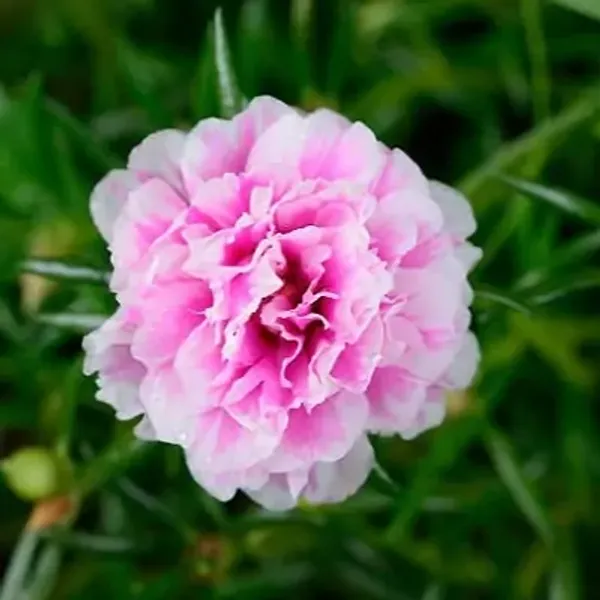 Pink_Portulaca_Plant_Hanging_Plant