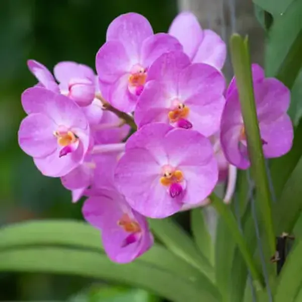 Purple_Orchid_Flower_Perfect_For_Adding_Beauty_Plant