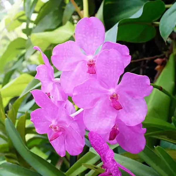 Purple_Orchid_Flower_Perfect_For_Adding_Beauty_Plant