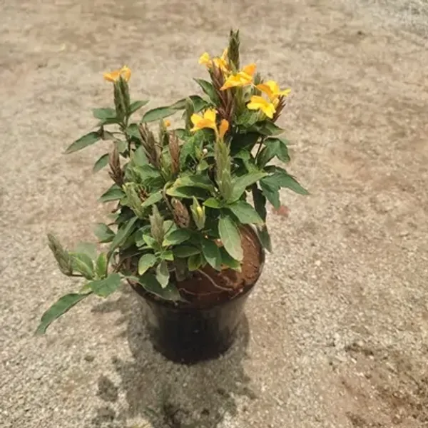 Yellow_Cross_Andra_Flower_Plant
