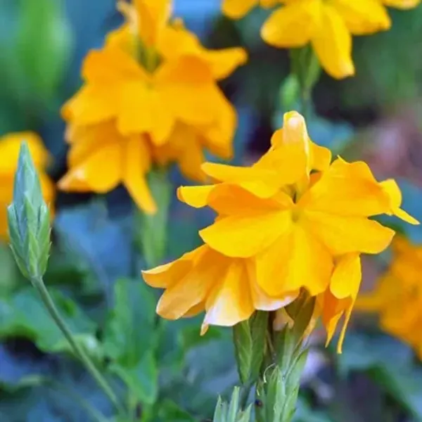 Yellow_Cross_Andra_Flower_Plant