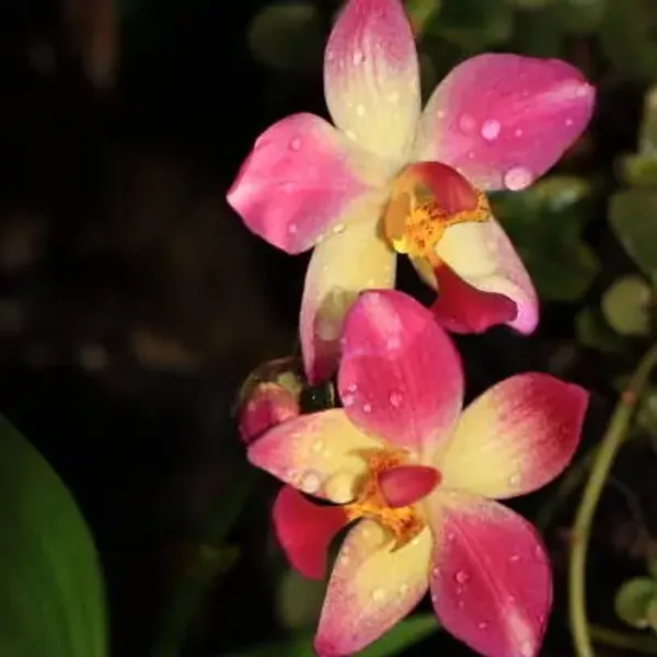 Pink_Perfect_For_Adding_Beauty_Orchid_Flower_Plant