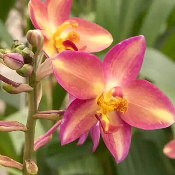 Pink_Perfect_For_Adding_Beauty_Orchid_Flower_Plant
