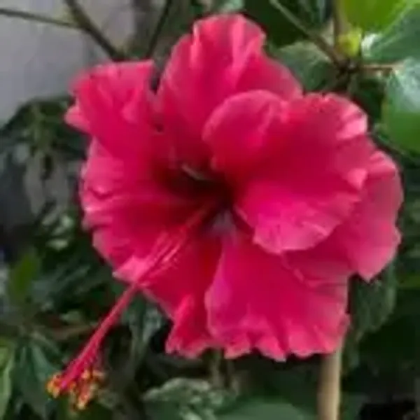 Pink_Perfect_For_Adding_Beauty_Hibiscus_Flower_Plant