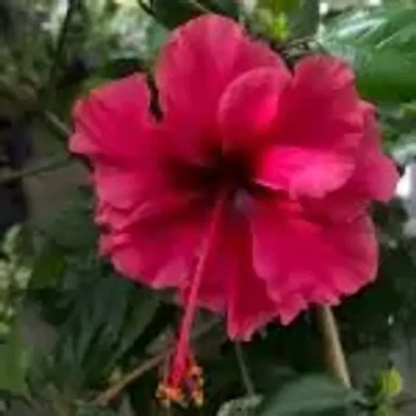 Pink_Perfect_For_Adding_Beauty_Hibiscus_Flower_Plant