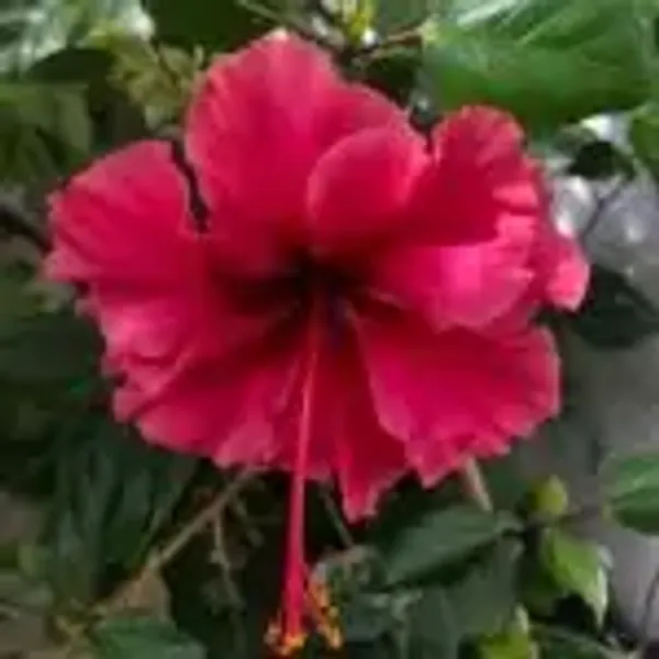 Pink_Perfect_For_Adding_Beauty_Hibiscus_Flower_Plant