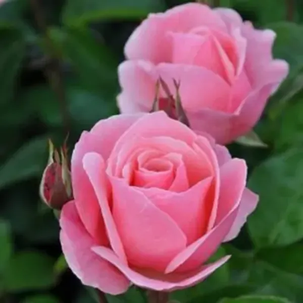 Pink_Rose_Flower_Plant