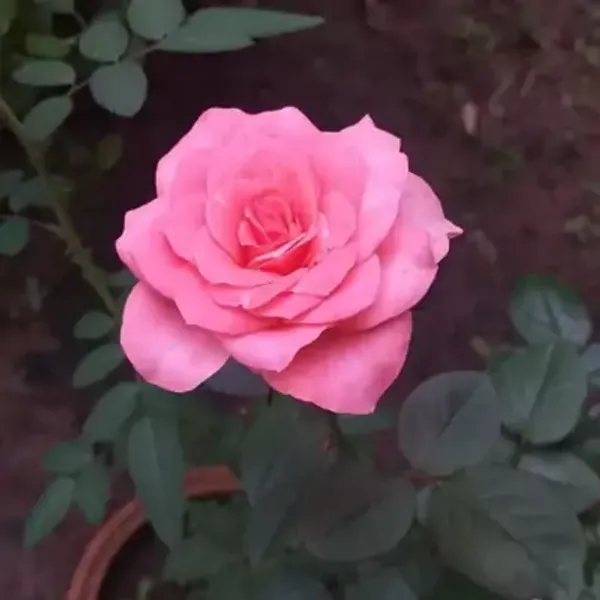 Pink_Rose_Flower_Plant