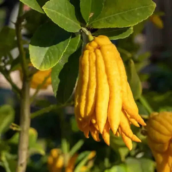 Yellow_Buddha_Plamfingure_Lemon_Fruit_Plant