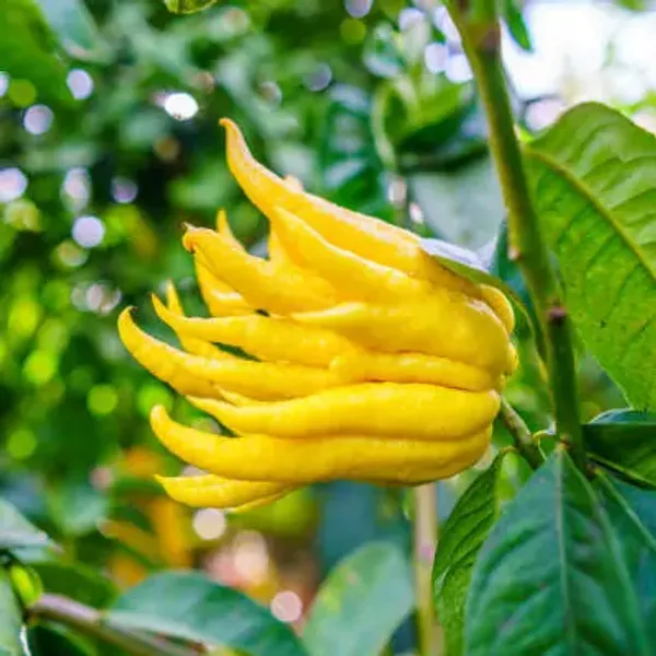 Yellow_Buddha_Plamfingure_Lemon_Fruit_Plant