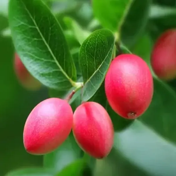 Red_All_Time_Karonda_Karmocha_Fruit_Plant