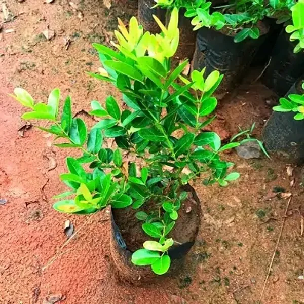 Red_All_Time_Karonda_Karmocha_Fruit_Plant