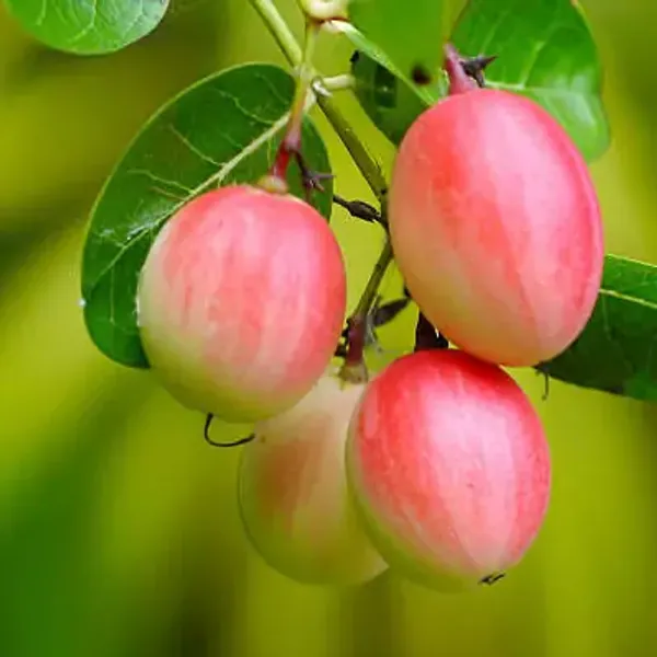 Red_All_Time_Karonda_Karmocha_Fruit_Plant