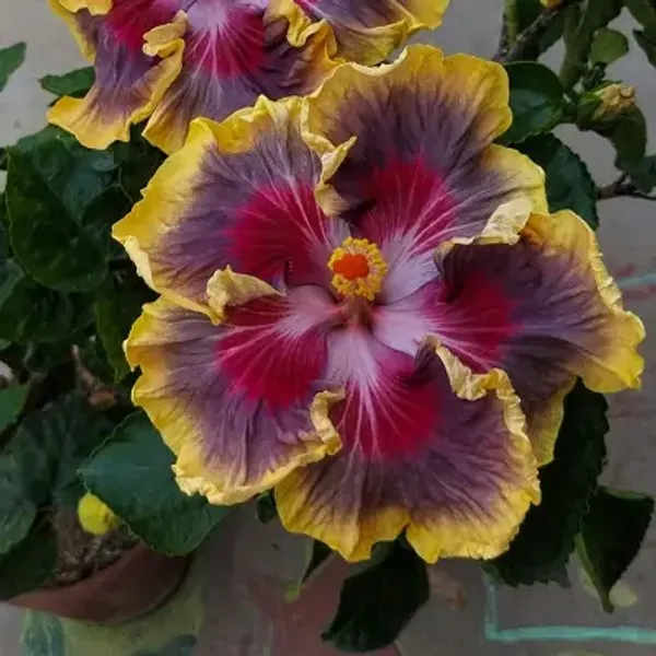 Multicolor_American_Variety_Hibiscus_Flower_Plant