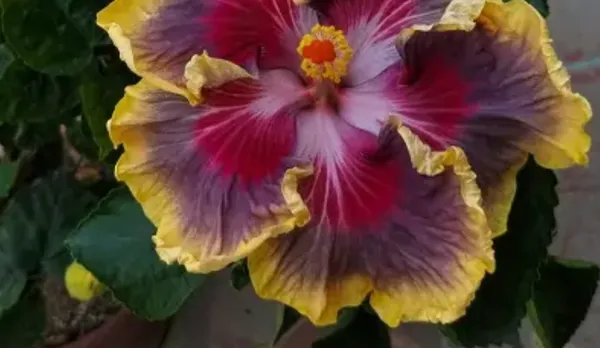 Multicolor_American_Variety_Hibiscus_Flower_Plant