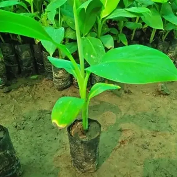 Yellow_Tissue_Culture_Banana_Fruit_Plant