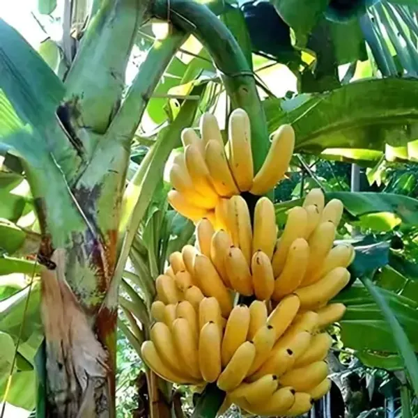 Yellow_Tissue_Culture_Banana_Fruit_Plant