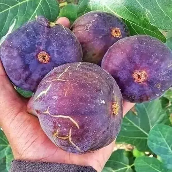 Purple_Five-Finger_Fig_Fruit_Plant