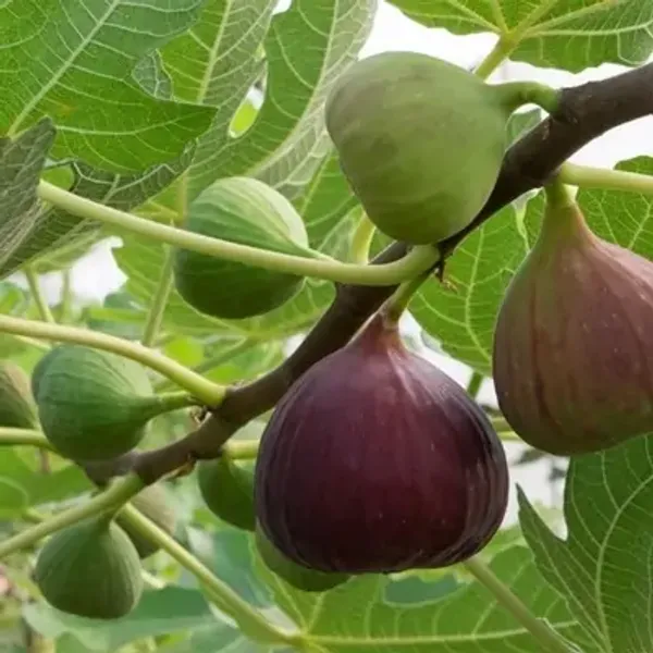 Purple_Five-Finger_Fig_Fruit_Plant