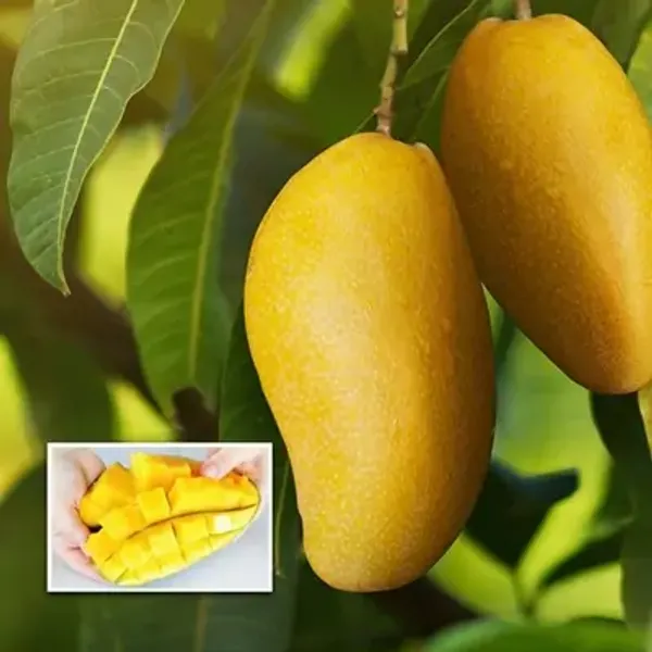 Yellow_Thai_Variety_Super_Queen_Mango_Grafted_Fruit_Plant