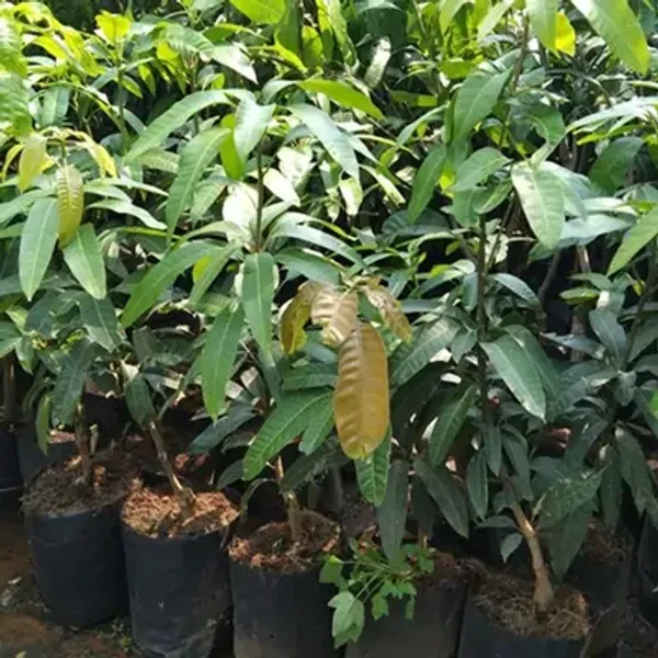 Yellow_Thai_Variety_Super_Queen_Mango_Grafted_Fruit_Plant