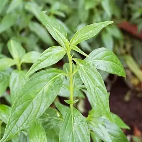 Green_Kalmegh_Andrographis_Paniculata_Live_Plant