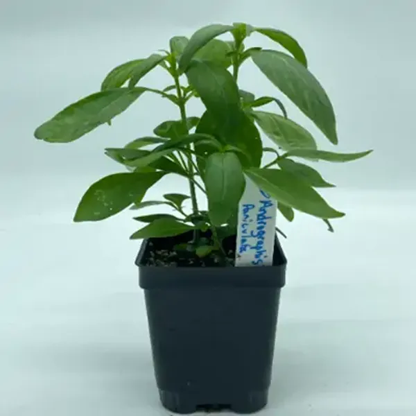 Green_Kalmegh_Andrographis_Paniculata_Live_Plant