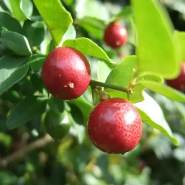 Red_Pati_Lemon_Grafted_Fruit_Plant