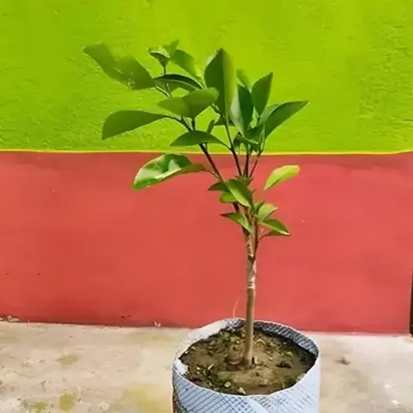 Red_Pati_Lemon_Grafted_Fruit_Plant