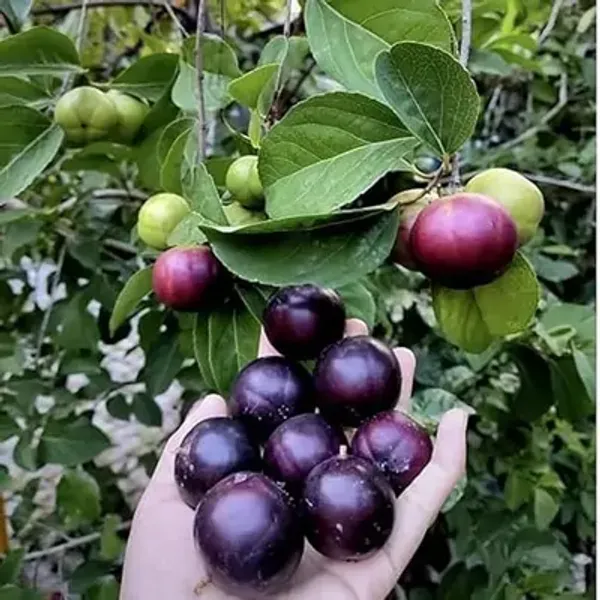 Purple_Manila_Ball_Cherry_Grafted_Fruit_Plant