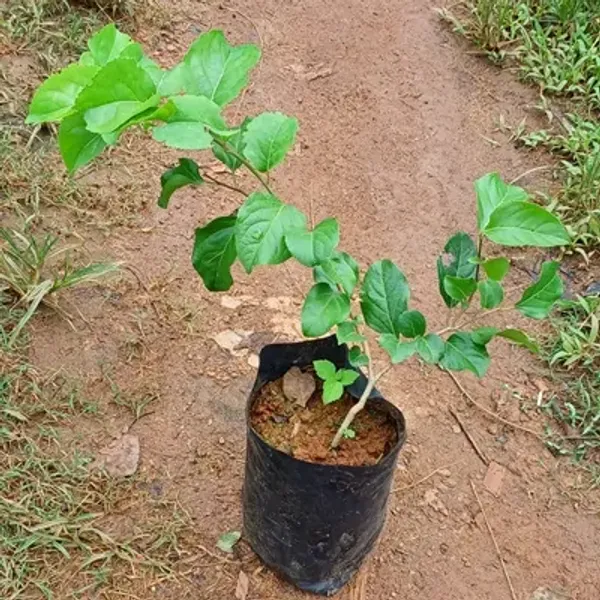 Purple_Manila_Ball_Cherry_Grafted_Fruit_Plant