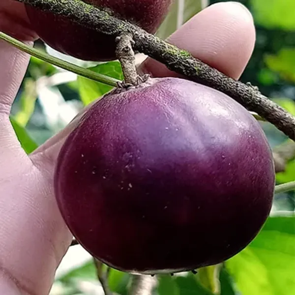 Purple_Manila_Ball_Cherry_Grafted_Fruit_Plant