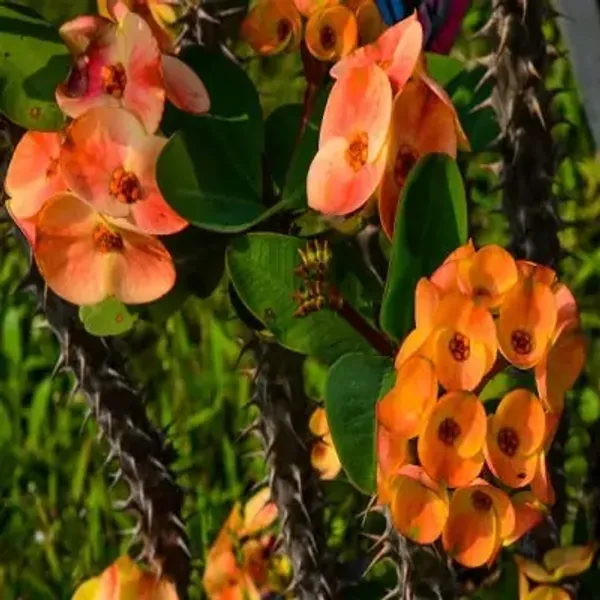 Deep_Yellow_Euphorbia_Milii_Flower_Plant