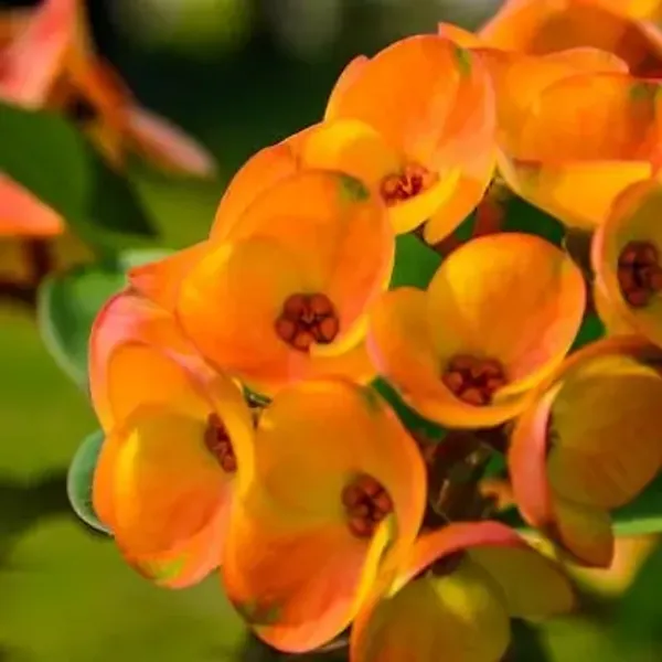 Deep_Yellow_Euphorbia_Milii_Flower_Plant