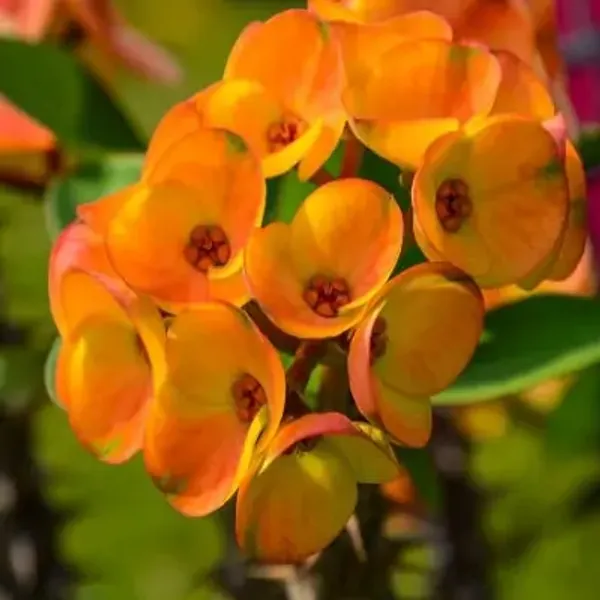 Deep_Yellow_Euphorbia_Milii_Flower_Plant