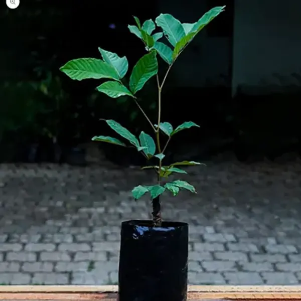Red_Perfect_For_Adding_Beauty_Rambutan_Fruit_Plant