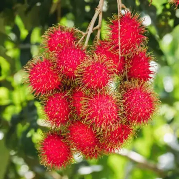 Red_Perfect_For_Adding_Beauty_Rambutan_Fruit_Plant