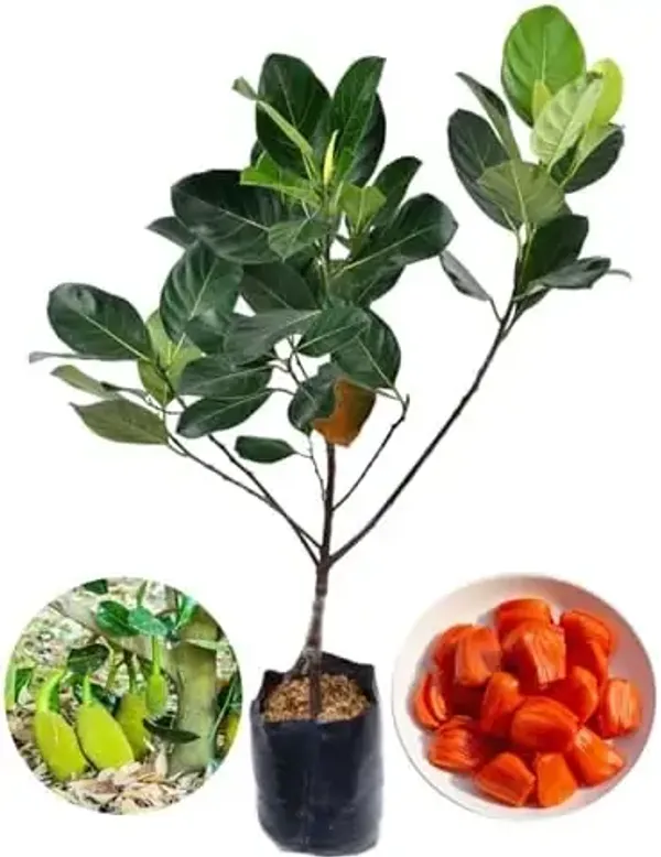 Orange_Gum_Less_Jackfruit_Grafted_&_Amp_Hybrid_Fruit_Plant