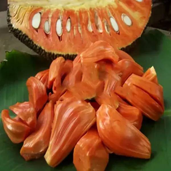 Orange_Gum_Less_Jackfruit_Grafted_&_Amp_Hybrid_Fruit_Plant